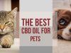 CBD Oil For Dogs & Cats: How Does CBD Work For Pets