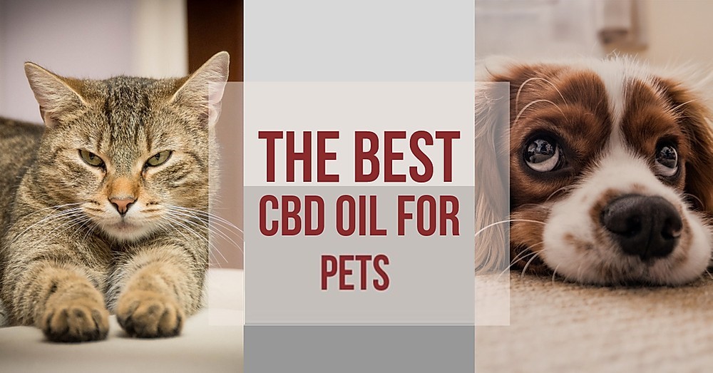 CBD Oil For Dogs & Cats: How Does CBD Work For Pets ...