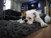 Carpet Steam Cleaning – Being a Fresh Life into Your Valuable Carpets Carpet Steam Cleaning