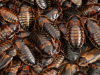 How to Make the Arrangements for the Dubia Roach Colony