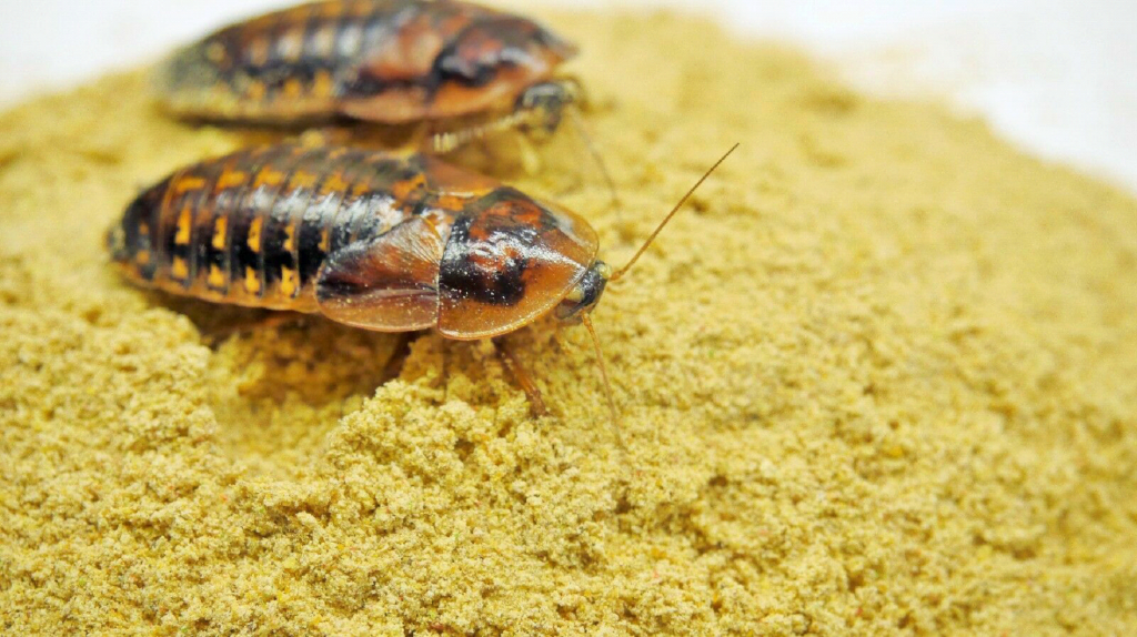 How to breed dubia roaches