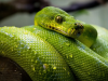 The Meaning of Dreaming About Snakes The Meaning of Dreaming About Snakes