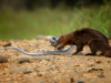 What eats snakes? Guide Top Animals that hunt and eat snakes What eats snakes? Guide Top Animals that hunt and eat snakes