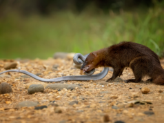 What eats snakes? Guide Top Animals that hunt and eat snakes What eats snakes? Guide Top Animals that hunt and eat snakes