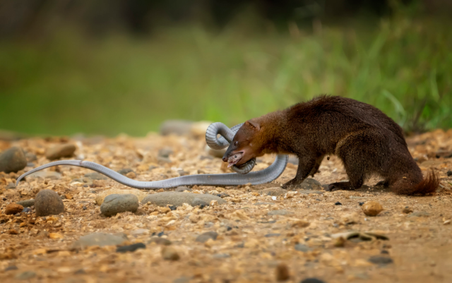 What eats snakes? Guide Top Animals that hunt and eat snakes What eats snakes? Guide Top Animals that hunt and eat snakes